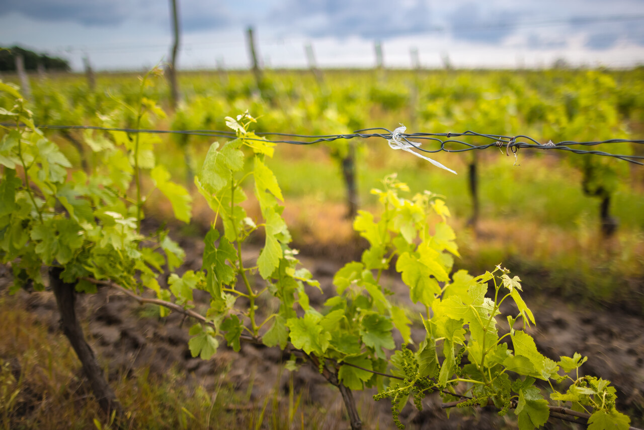 008 Winnice w okolicach Egeru © Konrad Rogoziński_Easy-Resize.com