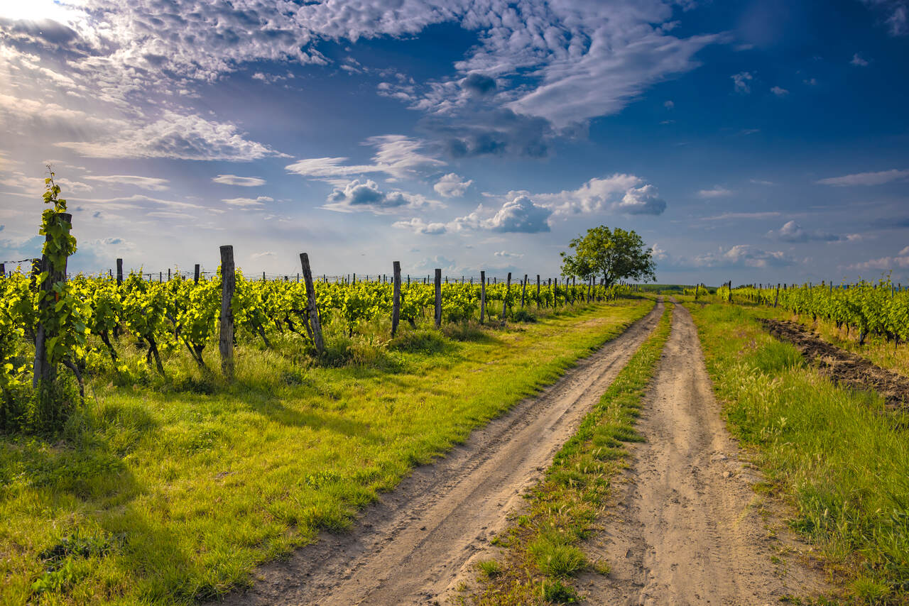 031 Winnice w okolicach Egeru © Konrad Rogoziński_Easy-Resize.com